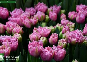 Tulipa Newcastle ® (2)